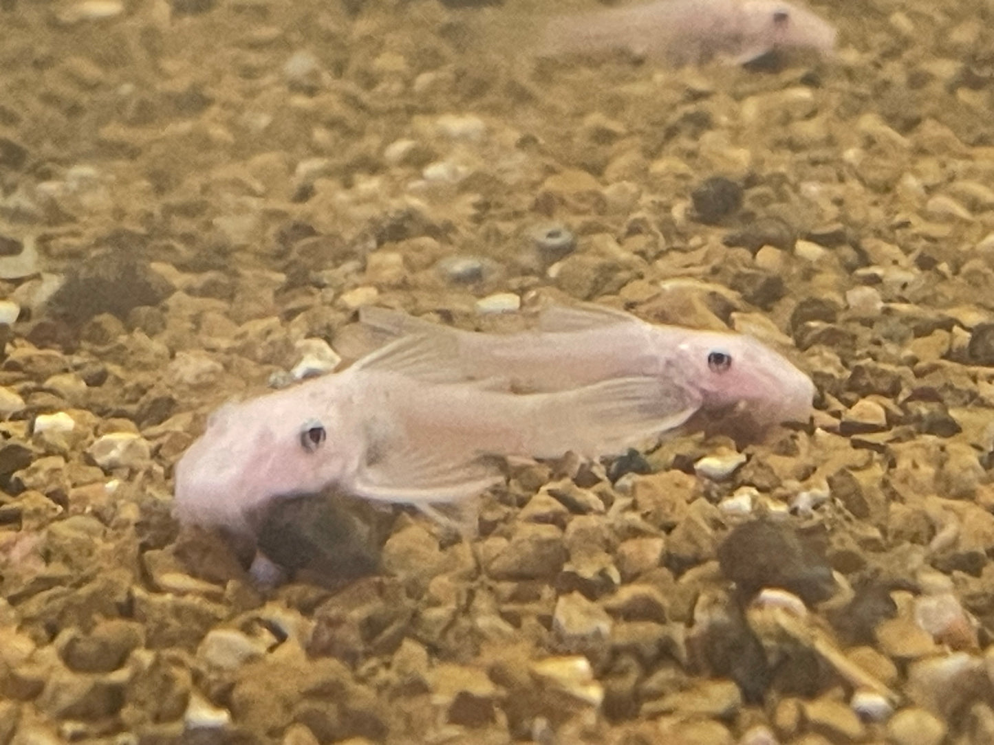 Snow White Bristle Nose Plecostomus