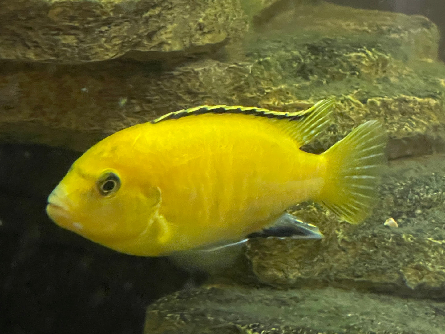 Electric Yellow Labs