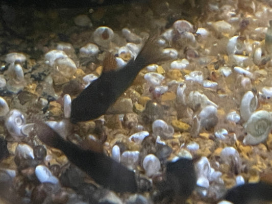 Black Venezuelan Corydoras