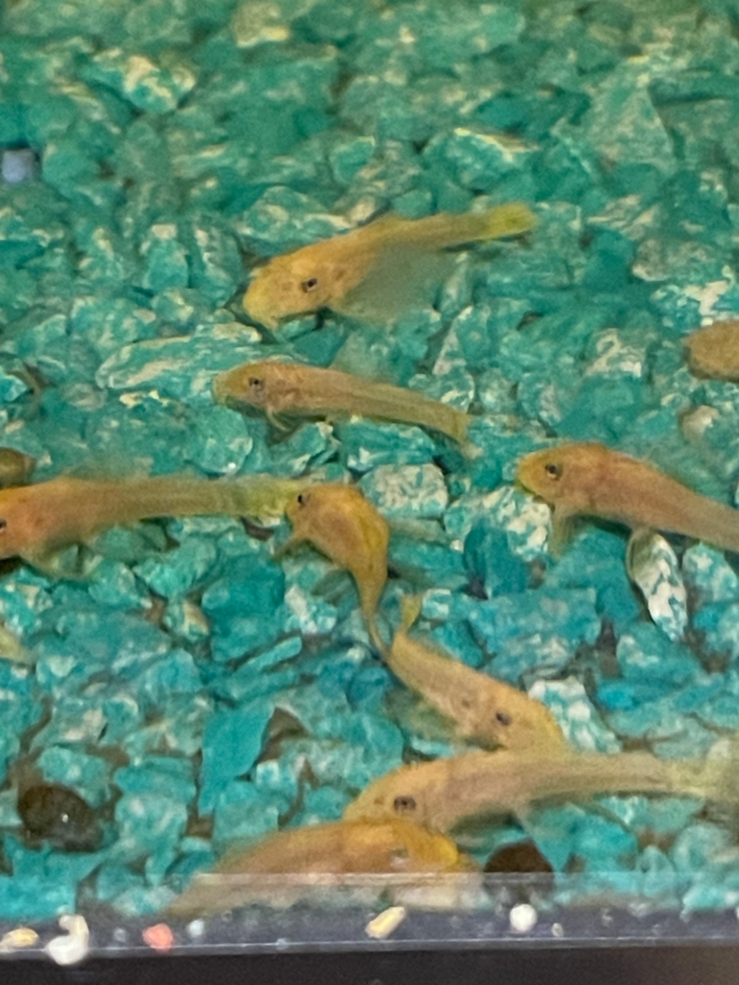 Lemon Blue Eye Bristle Nose Plecostomus