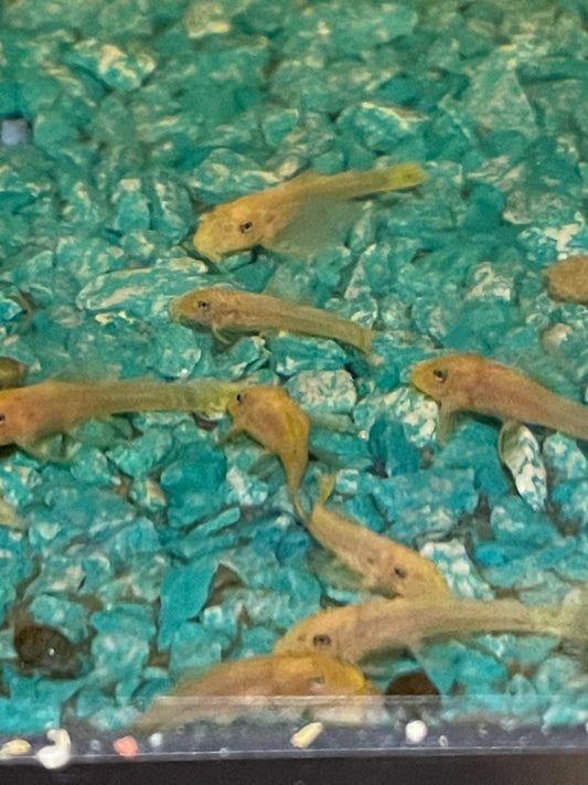 Lemon Blue Eye Bristle Nose Plecostomus