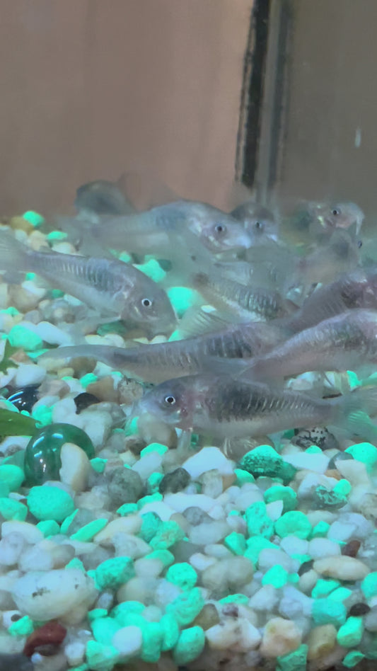 Bronze Cory Catfish