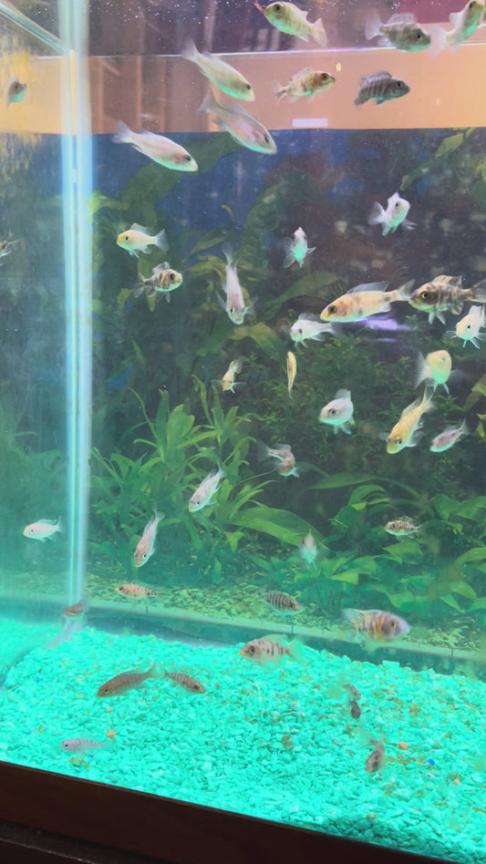 Assorted Female African Peacock Cichlids