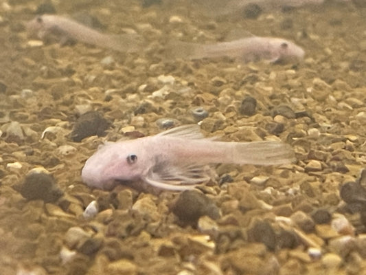 Snow White Bristle Nose Plecostomus