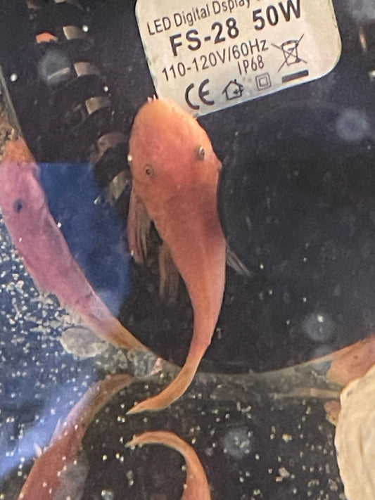 Super Red Bristle Nose Plecostomus